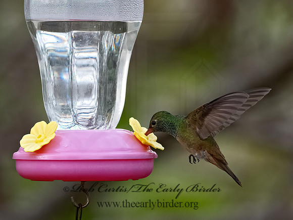 Amazilia yucatanensis  BUFF-BELLIED HUMMINGBIRD 3031028z