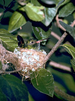 Amazilia yucatanensis BUFF-BELLIED HUMMINGBIRD 89913.z