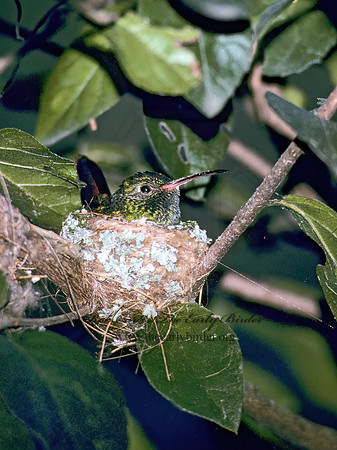 Amazilia yucatanensis  BUFF-BELLIED HUMMINGBIRD 89913.z