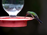 Amazilia yucatanensis BUFF-BELLIED HUMMINGBIRD 3030868z