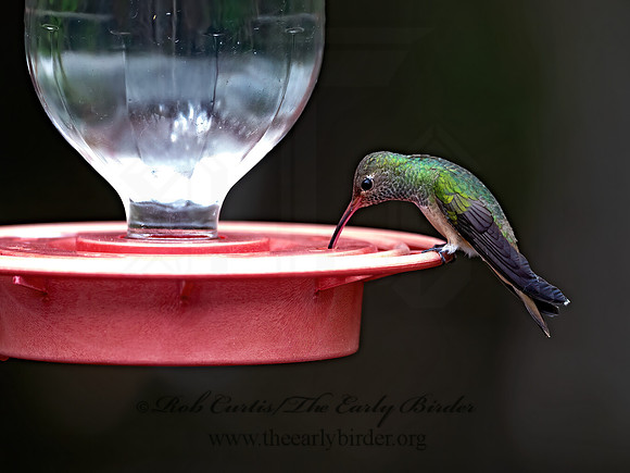 Amazilia yucatanensis  BUFF-BELLIED HUMMINGBIRD 3030868z