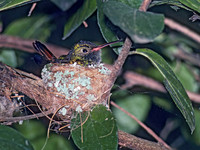 Amazilia yucatanensis BUFF-BELLIED HUMMINGBIRD 89633.z