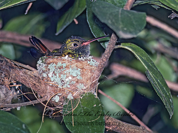 Amazilia yucatanensis  BUFF-BELLIED HUMMINGBIRD 89633.z