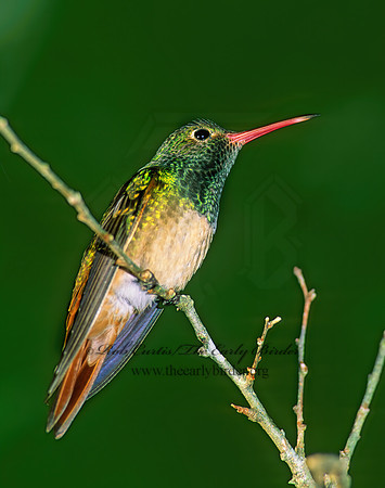 Amazilia yucatanensis  BUFF-BELLIED HUMMINGBIRD 69927.z