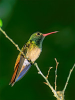 Amazilia yucatanensis BUFF-BELLIED HUMMINGBIRD 69926.z