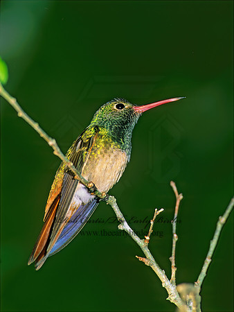 Amazilia yucatanensis  BUFF-BELLIED HUMMINGBIRD 69926.z