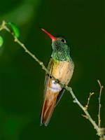 Amazilia yucatanensis BUFF-BELLIED HUMMINGBIRD 69922.z