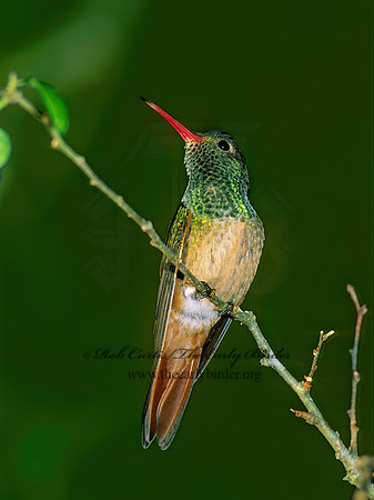 Amazilia yucatanensis  BUFF-BELLIED HUMMINGBIRD 69922.z