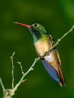 Amazilia yucatanensis BUFF-BELLIED HUMMINGBIRD 69921.z