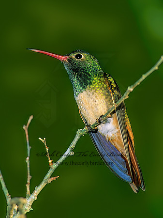 Amazilia yucatanensis  BUFF-BELLIED HUMMINGBIRD 69921.z