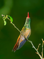 Amazilia yucatanensis BUFF-BELLIED HUMMINGBIRD 69913.z