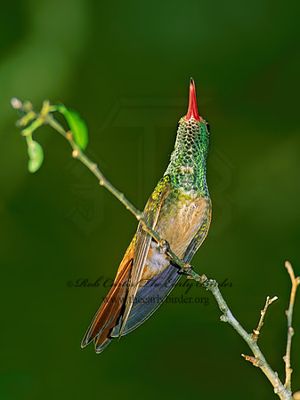 Amazilia yucatanensis  BUFF-BELLIED HUMMINGBIRD 69913.z