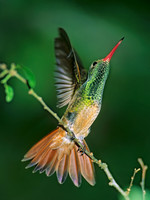 Amazilia yucatanensis  BUFF-BELLIED HUMMINGBIRD