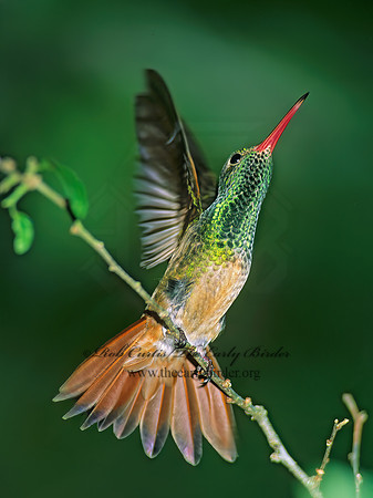 Amazilia yucatanensis  BUFF-BELLIED HUMMINGBIRD 69907.z