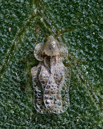 Corythucha morrilli 6026356z