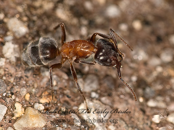 Liometopum occidentale  VELVETY TREE ANT 9058399z