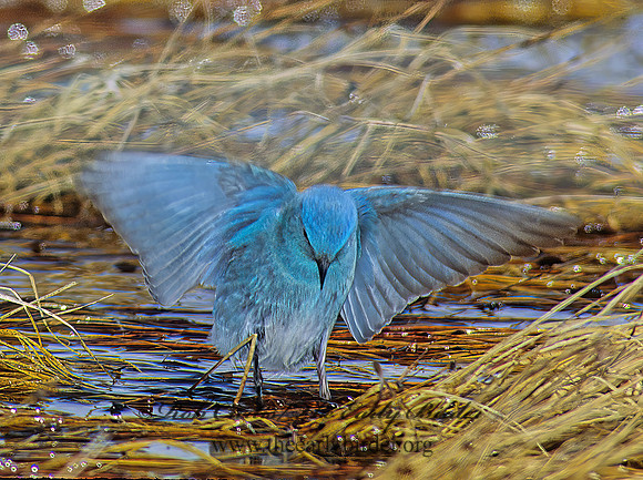 Sialia currucoides  MOUNTAIN BLUEBIRD  103024z