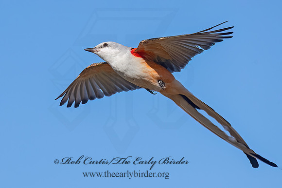 Tyrannus forficatus SCISSOR-TAILED FLYCATCHER 9091881z