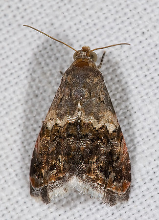 Tripudia luxuriosa LUXURIUS TRIPUDIA MOTH 6024829z