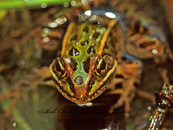 Lithobates pipiens  NORTHERN LEOPARD FROG 115818 z