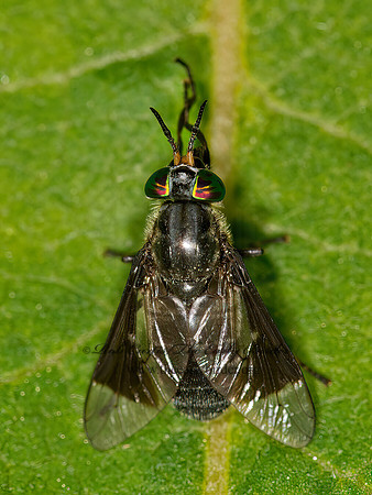 Chrysops niger  DEER FLY 9032729z