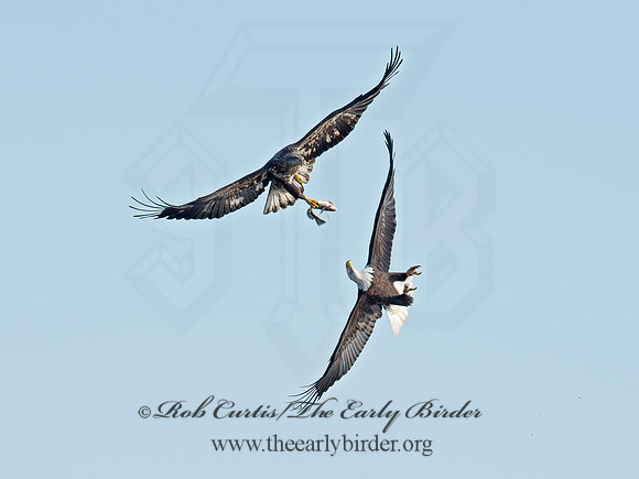 Haliaeetus leucocephalus  BALD EAGLE 9018333z