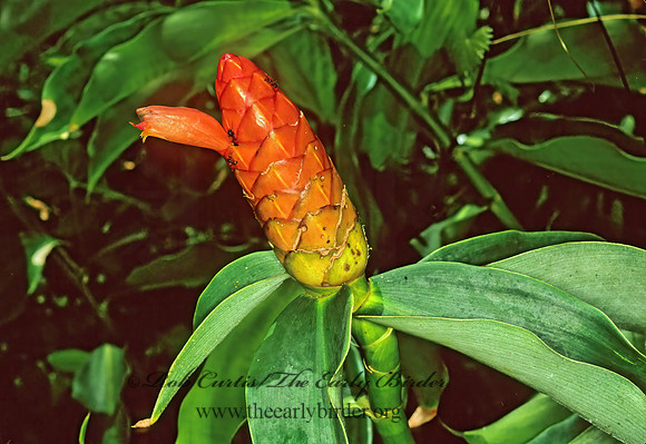 Costus SPIRAL GINGER 261632z