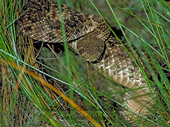 Crotalus atrox  WESTERN DIAMONDBACK RATTLESNAKE 49313z