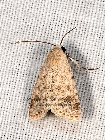 Leucocnemis perfundis  ONCONEMIDINAE OWLET MOTH 3038894z