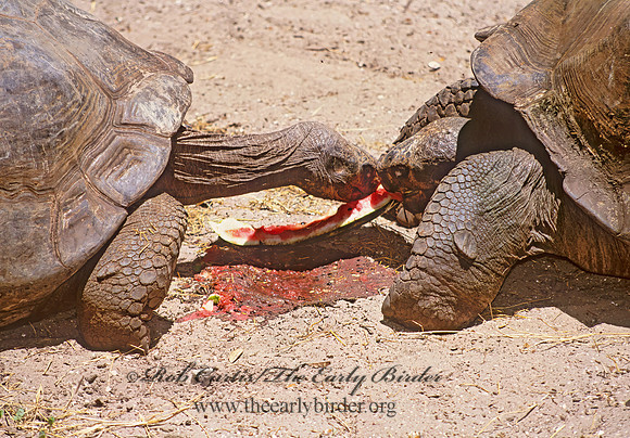 Geochelone elephantopus  GALAPAGOS TORTOISE 274706z