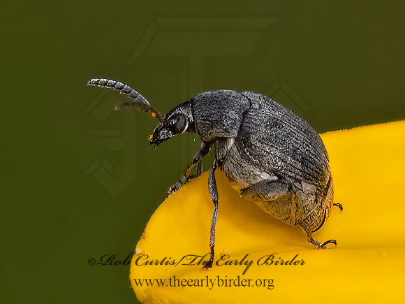Acanthoscelides  BEAN WEEVIL 9063490z