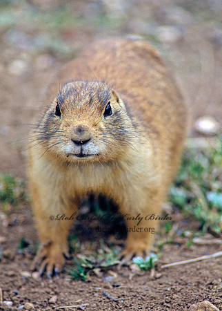 Cynomys parvidens  UTAH PRAIRIE DOG 104901z