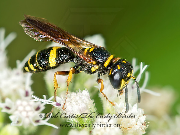 Philanthus gibbosus  BEEWOLF 9061799z