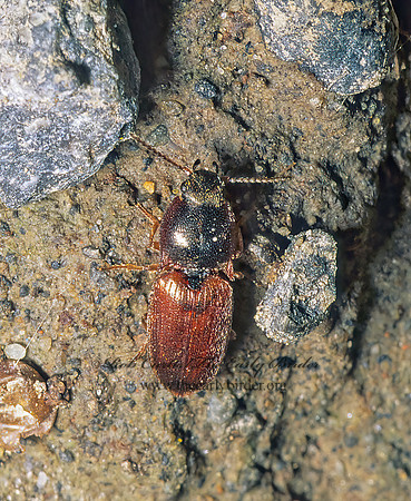 Hypnoidus bicolor 237509z