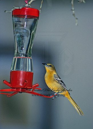 Icterus cucullatus  HOODED ORIOLE 70209z