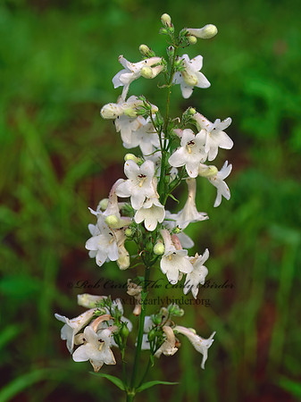 Penstemon tubaeflorus  TUBED BEARDSTONGUE 170917z