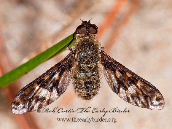 Dipalta serpentina  VILIINI BEE FLY 7015519z