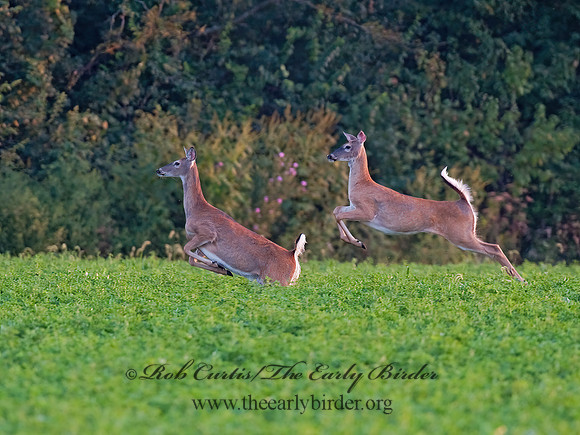 Odocoileus virginianus  WHITE-TAILED DEER  8023198z