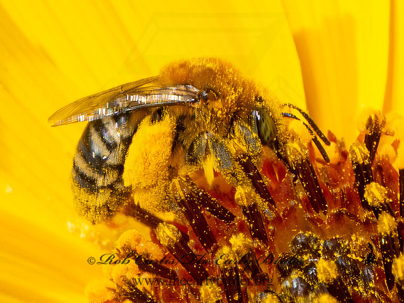 Melissodes (Eumelissodes) LONGHORN BEE 9082740z