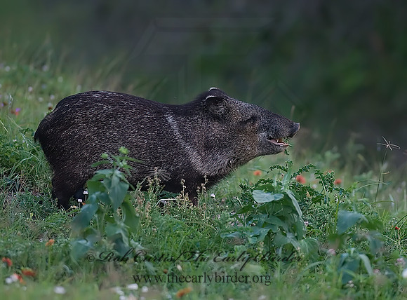 Tayassu angulatus  JAVELINA 6022733z