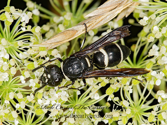 Euodynerus schwarzi  MASON WASP 9003134z