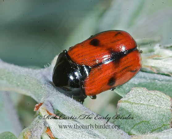 Urodera dilaticollis 7009809z