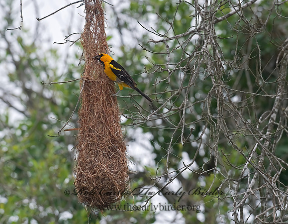 Icterus gularis  ALTAMIRA ORIOLE 6024423z