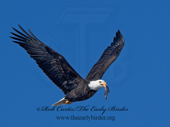 Haliaeetus leucocephalus  BALD EAGLE 9067126z