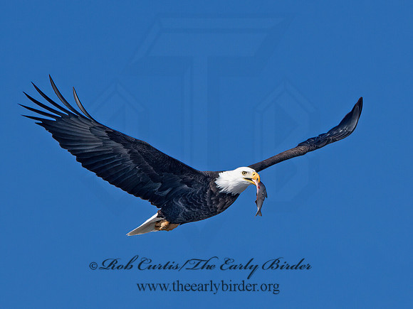 Haliaeetus leucocephalus  BALD EAGLE 9067127z