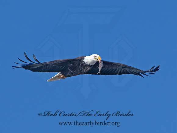 Haliaeetus leucocephalus  BALD EAGLE 9067128z