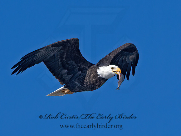Haliaeetus leucocephalus  BALD EAGLE 9067131z