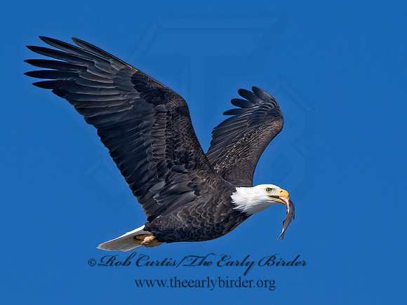 Haliaeetus leucocephalus  BALD EAGLE 9067135z