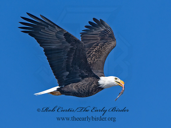 Haliaeetus leucocephalus  BALD EAGLE 9067144z