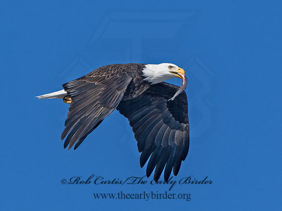 Haliaeetus leucocephalus  BALD EAGLE 9067148z
